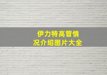 伊力特高管情况介绍图片大全