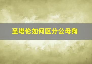 圣塔伦如何区分公母狗