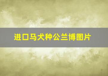 进口马犬种公兰博图片