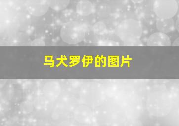 马犬罗伊的图片